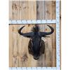 Image 1 : African Blue Wildebeest Shoulder Mount Taxidermy