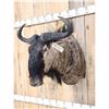 Image 2 : African Blue Wildebeest Shoulder Mount Taxidermy
