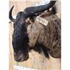 Image 3 : African Blue Wildebeest Shoulder Mount Taxidermy