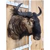 Image 4 : African Blue Wildebeest Shoulder Mount Taxidermy