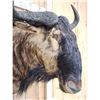 Image 5 : African Blue Wildebeest Shoulder Mount Taxidermy