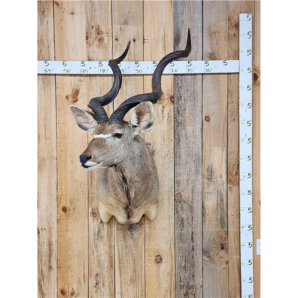 African Kudu Shoulder Mount Taxidermy