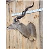 Image 4 : African Kudu Shoulder Mount Taxidermy