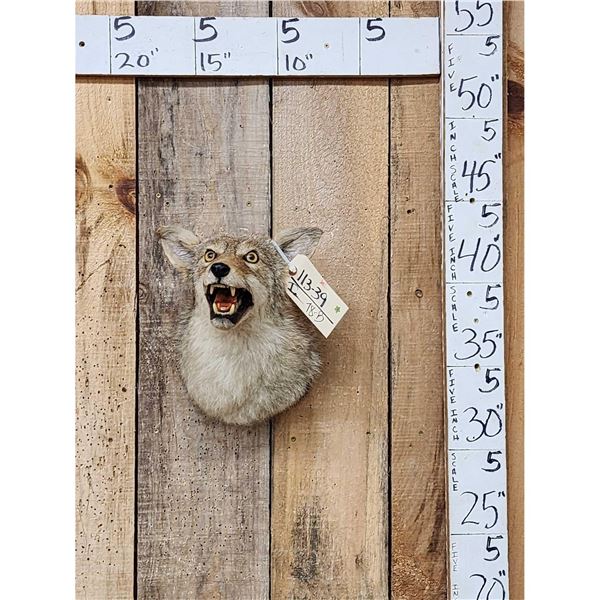 Coyote Shoulder Mount Taxidermy
