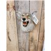 Image 2 : Coyote Shoulder Mount Taxidermy