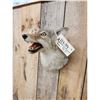 Image 3 : Coyote Shoulder Mount Taxidermy