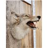Image 4 : Coyote Shoulder Mount Taxidermy