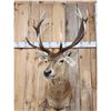 Image 2 : New Zealand Red Stag Shoulder Mount Taxidermy