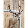 Image 4 : New Zealand Red Stag Shoulder Mount Taxidermy