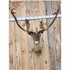 Image 2 : Caribou In Velvet Shoulder Mount Taxidermy