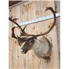 Image 3 : Caribou In Velvet Shoulder Mount Taxidermy