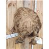 Image 2 : Russian Brown Bear Rump Taxidermy