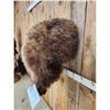 Image 3 : Russian Brown Bear Rump Taxidermy