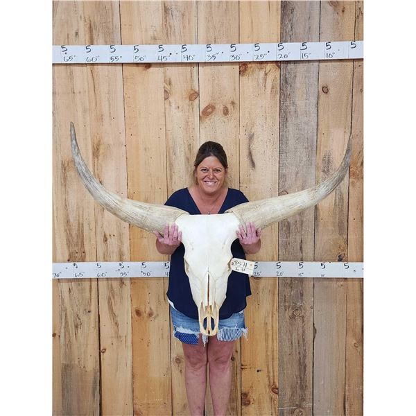 Big Ankole Watusi Bull Skull Taxidermy