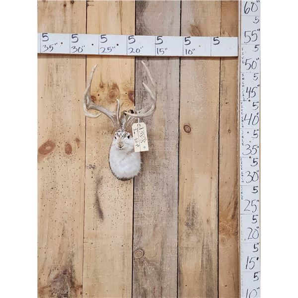 Boone & Crockett Jackalope Shoulder Mount Taxidermy