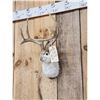 Image 3 : Boone & Crockett Jackalope Shoulder Mount Taxidermy
