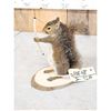 Image 3 : Bow Hunting Squirrel Full Body Taxidermy Mount