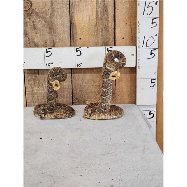 Pair Of Diamondback Rattlesnakes Taxidermy