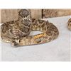 Image 3 : Pair Of Diamondback Rattlesnakes Taxidermy