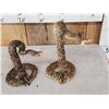 Image 4 : Pair Of Diamondback Rattlesnakes Taxidermy