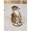Image 2 : Fishing Squirrel Taxidermy Mount