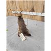 Image 4 : Partying Groundhog Taxidermy Mount