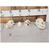 Image 1 : Small Animal Skulls Lot Taxidermy