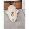 Image 2 : Small Animal Skulls Lot Taxidermy