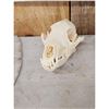 Image 4 : Small Animal Skulls Lot Taxidermy
