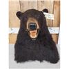 Image 2 : Black Bear Table Top Bust Taxidermy
