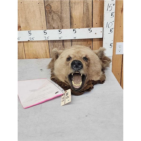 Vintage Grizzly Bear Head Taxidermy