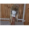 Image 3 : Coyote Fur Mountain Man Hat