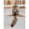 Image 5 : Coyote Fur Mountain Man Hat