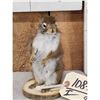 Image 2 : Pine Squirrel Full Body Taxidermy Mount