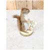 Image 3 : Pine Squirrel Full Body Taxidermy Mount