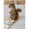 Image 4 : Pine Squirrel Full Body Taxidermy Mount