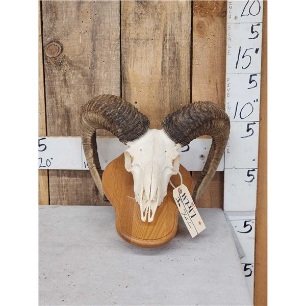 Ram Sheep Skull Taxidermy