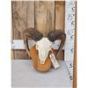 Image 1 : Ram Sheep Skull Taxidermy