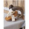 Image 2 : Ram Sheep Skull Taxidermy