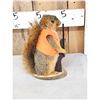 Image 2 : Hunting Squirrel Full Body Taxidermy Mount