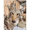 Image 3 : Coyote Full Body Taxidermy Mount