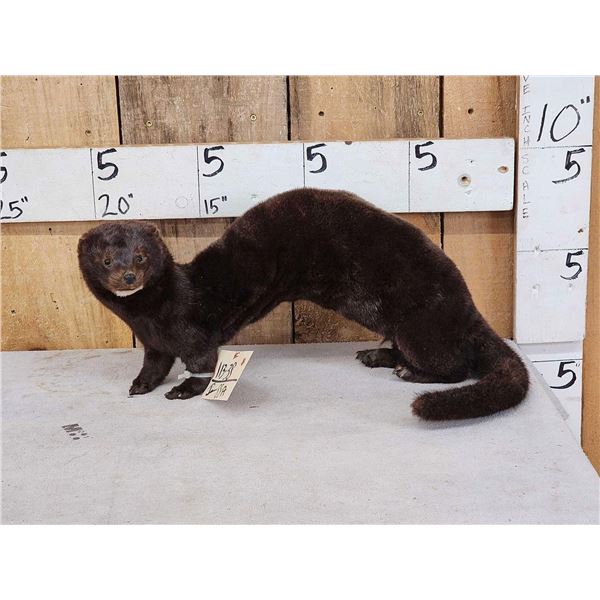 Mink Full Body Taxidermy Mount