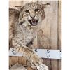 Image 2 : Vintage Bobcat Full Body Taxidermy Mount