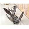 Image 9 : Dick Idol Locked Moose Antler Coffee Table Sculpture