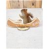 Image 4 : Squirrel In A Birch Bark Canoe Taxidermy