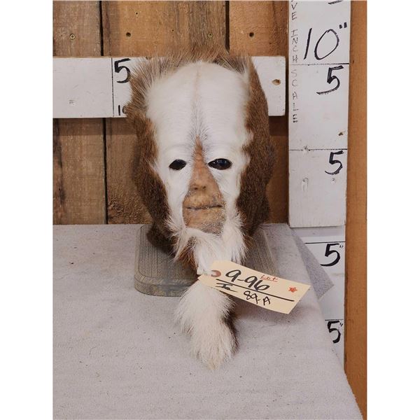 Skunk Ape Table Top Pedestal Taxidermy Mount