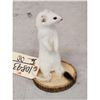 Image 2 : White Weasel Taxidermy Mount