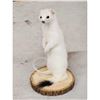 Image 3 : White Weasel Taxidermy Mount