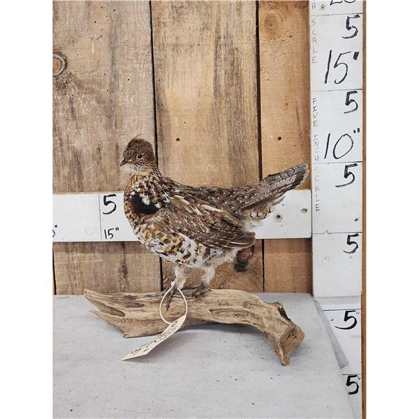 Ruffed Grouse Full Body Bird Taxidermy