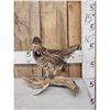 Image 1 : Ruffed Grouse Full Body Bird Taxidermy